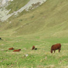 vaches au Puy de Sancy
